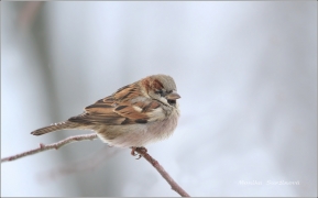 <p>VRABEC DOMÁCÍ (Passer domesticus) /House sparrow - Haussperling/</p>